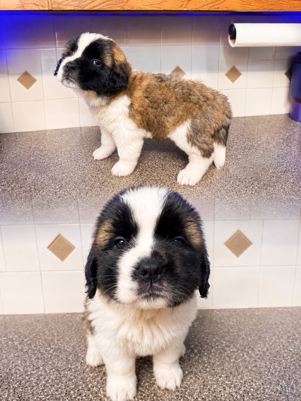 Available Saint Bernard puppy