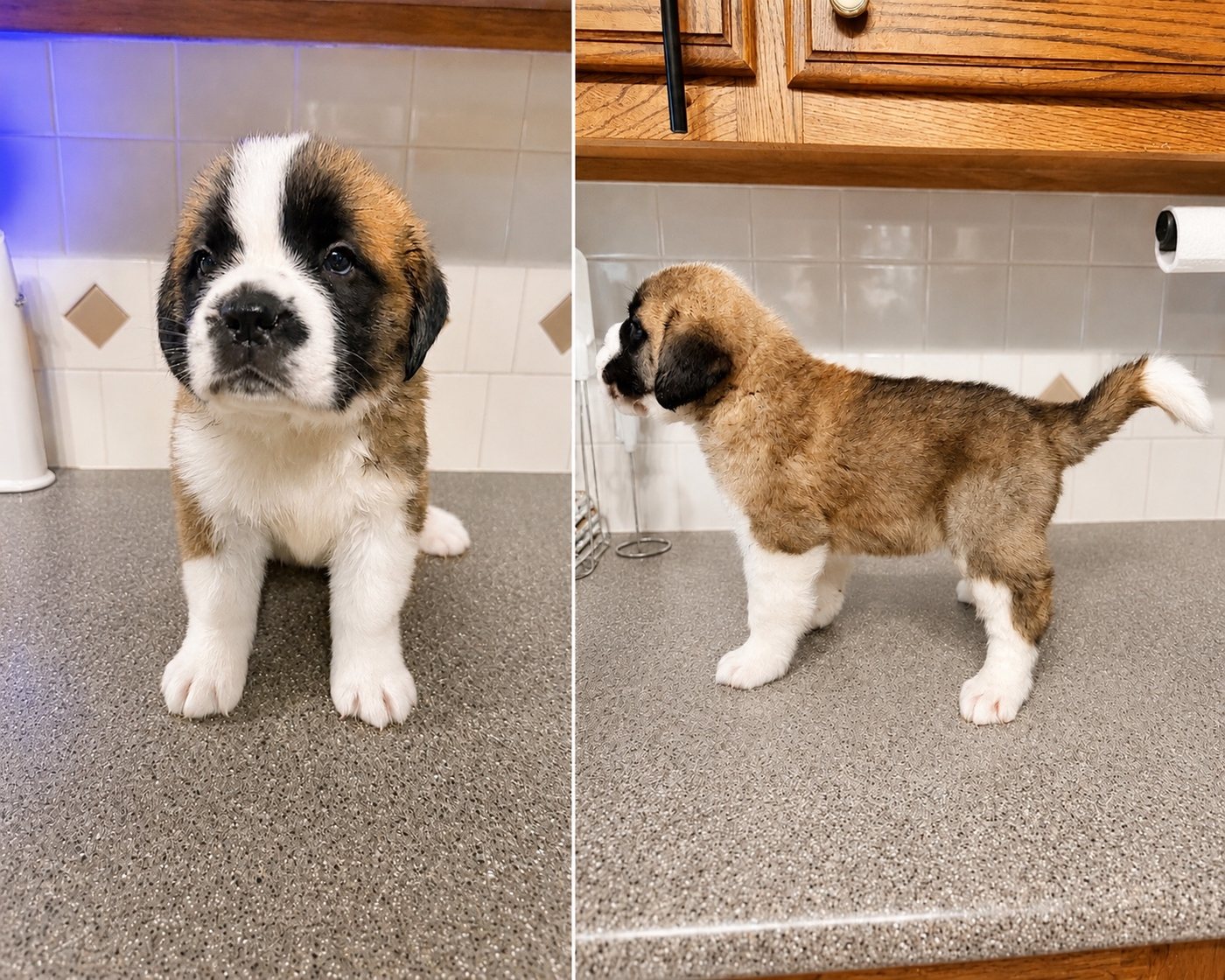 Available Saint Bernard puppy