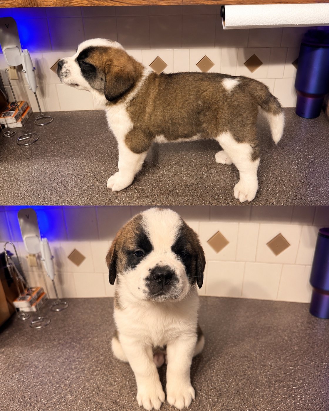 Available Saint Bernard puppy