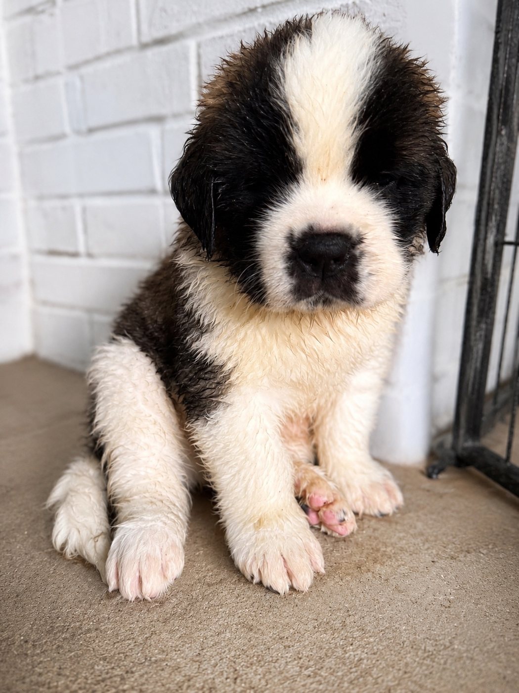 Available Saint Bernard puppy