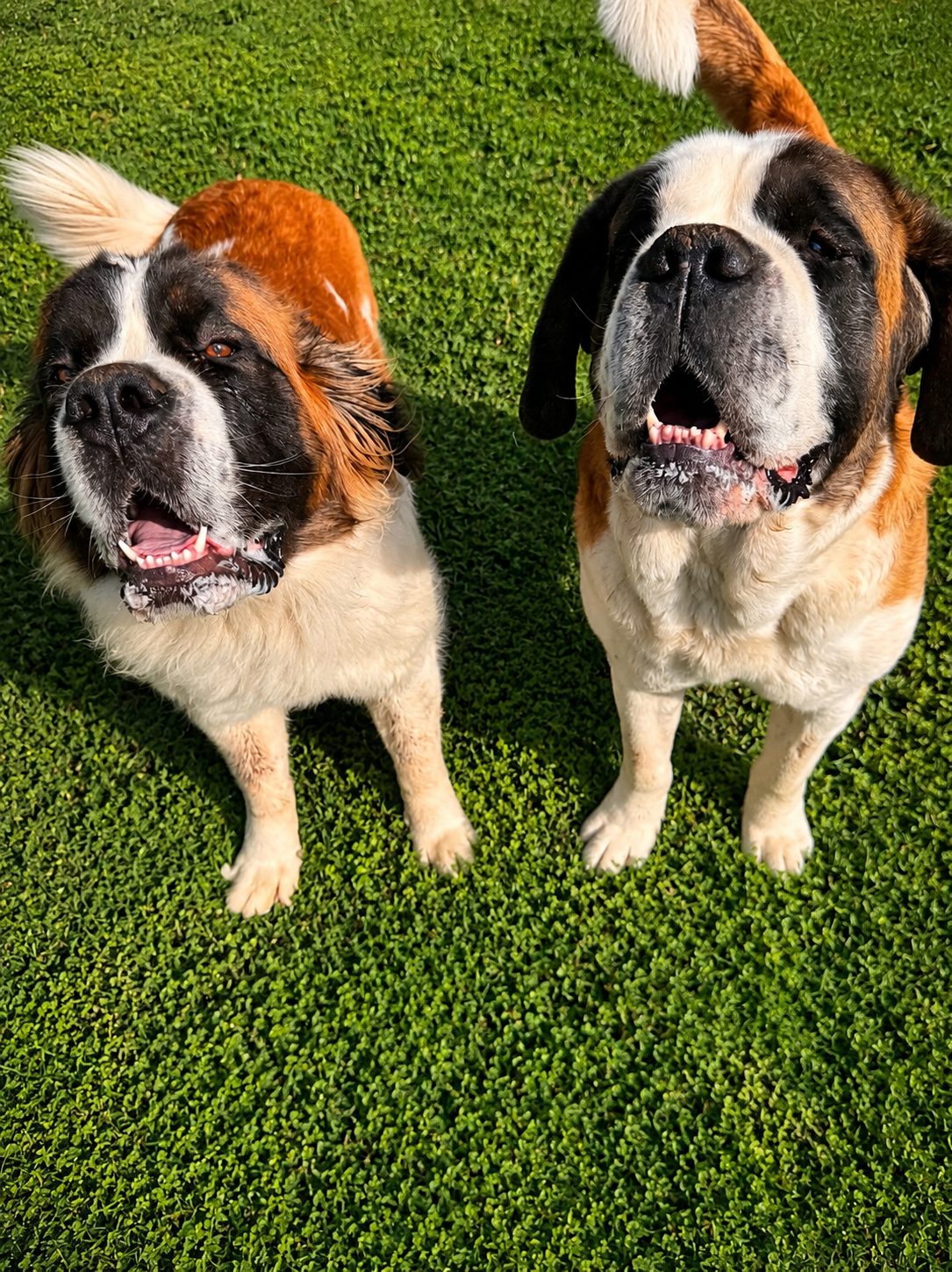 Two Saint Bernards